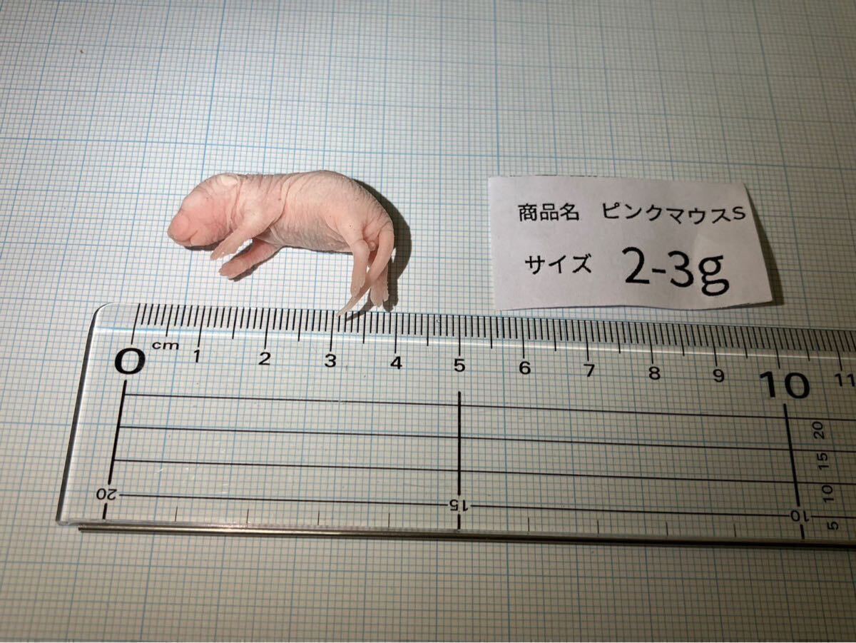 冷凍ピンクマウスS100匹 2-3g 高品質マウス マウスパークヤフオク開店