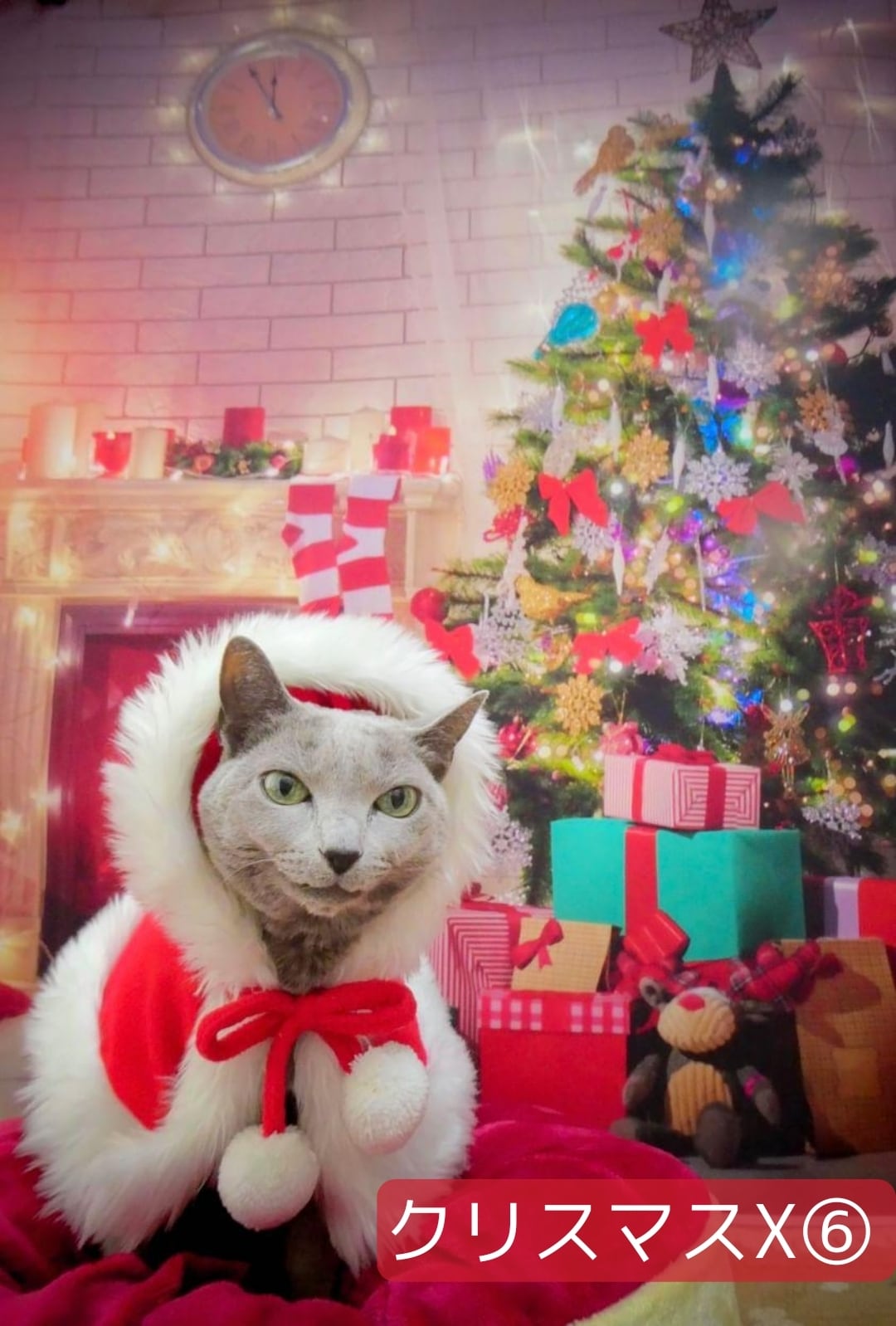 縦長 背景布×8+1 ペット撮影用ブース トリミングチョーカー販売中