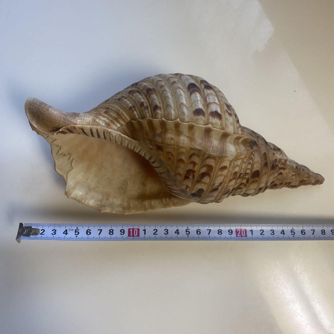 ホラ貝 法螺貝 天然 28cm