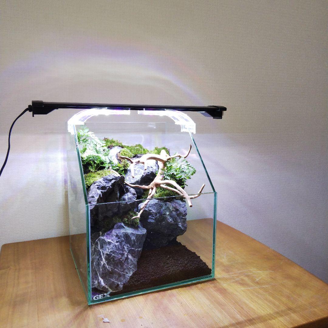 苔テラリウム完成品 苔テラリウム 苔ボトル ホソバオキナゴケ アクア